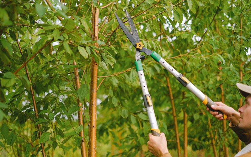 Tree trimming in Sibley, IA